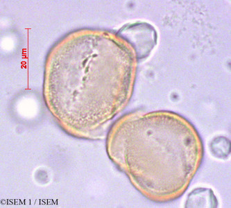 ISEM 1/Castilleja_fissifolia_29132/Castilleja_fissifolia_29132_0001(copy)_thumb.jpg